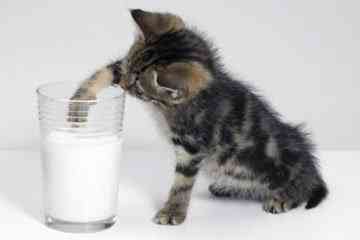 Cats Milk